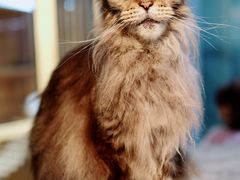 -more than meow吴止猫主题餐厅(承德 中船汇店)