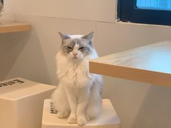 -有喵·猫咖·狗咖·30几只猫10只小狗(岗厦店)