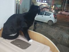 -联合动物医院(光谷诊疗中心)