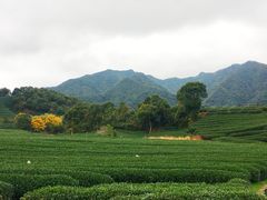 -龙坞茶村