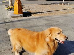 -北京观赏动物医院·24小时大型综合·猫专科·异宠专科