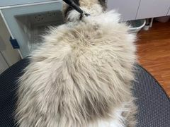 -熊小胖宠物生活馆(天华园店)