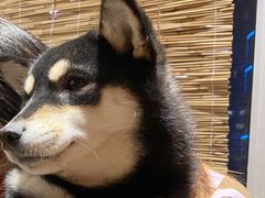 -南京Hallo宠物乐园·哈罗犬舍·柴犬繁育基地
