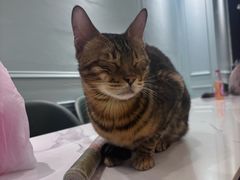 -安格丽娜·狗咖·猫咖羊驼咖(春熙路百盛商场店)