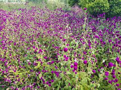 -漩门湾国家湿地公园