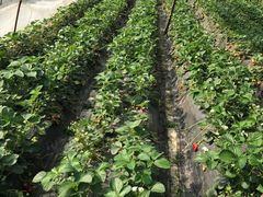 -胜丰草莓采摘园