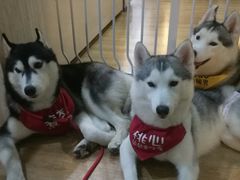 -Husky Go! 哈士奇体验馆·宠物咖啡厅狗咖