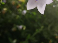 -华盛园卷子王农家菜水库鱼
