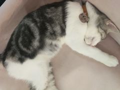 -糯米喵星人·撸猫猫舍咖啡馆(西市场嘉华店)