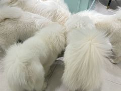-安格丽娜·狗咖·猫咖羊驼咖(春熙路百盛商场店)