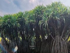 -中国科学院西双版纳热带植物园