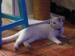 -Sirena海妖日咖夜酒