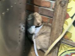 -宠颐生斯嘉宠物医院·急重症·心内科(谷阳北路分院)