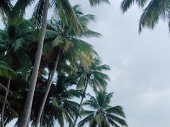 -东郊椰林