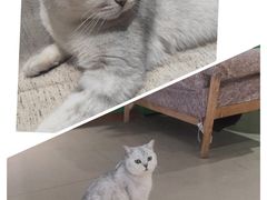 包子-藏猫猫咖啡主题馆(中央大道店)