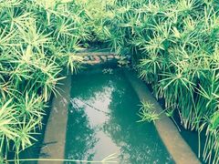 -龙头寺公园