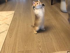 -十年猫舍·猫咪专门店(普陀店)