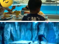 -帝企鹅自助餐厅•儿童岛•真企鹅(长隆企鹅酒店)