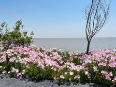 -泗洪洪泽湖湿地景区