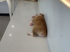 -共舞时光猫咖·狗咖(新街口店)