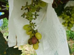 -马陆小张葡萄园农家乐