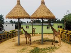 -西霞口神雕山野生动物世界
