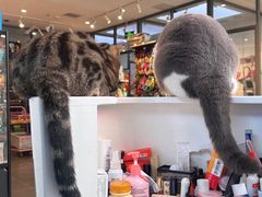 -萌兽医馆·眼科·异宠专科(三里屯店)
