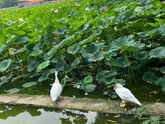 -莲花池公园