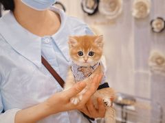 -袖虎·猫馆(体育西路店)