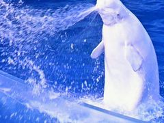 -珠海长隆海洋王国