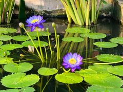 -国家植物园南园