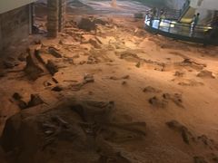 -自贡恐龙博物馆