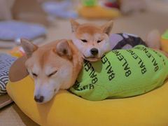 -逗柴咖啡屋·狗咖猫咖宠物桌游