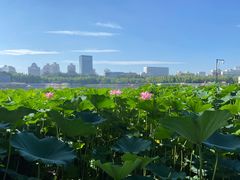 -莲花池公园