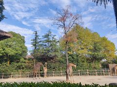 -上海野生动物园