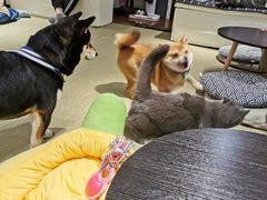 -逗柴咖啡屋·狗咖猫咖宠物桌游