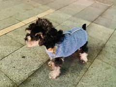 -翊宠yipet猫狗购宠庄园犬舍•猫舍