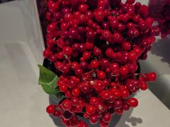 -苏浙汇(肇嘉浜路总店)