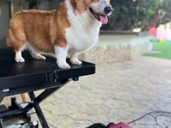 -汪说喵讲宠物乐园宠物酒店(红星美凯龙店)