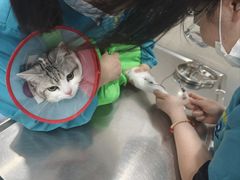 -万博宠物医院·手术·诊疗(未央凤城五路店)