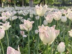 -石家庄市植物园
