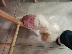 -柴犬小屋·柴餐厅·狗咖食堂(金鼎广场店)