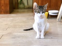 -海边的猫和咖啡馆