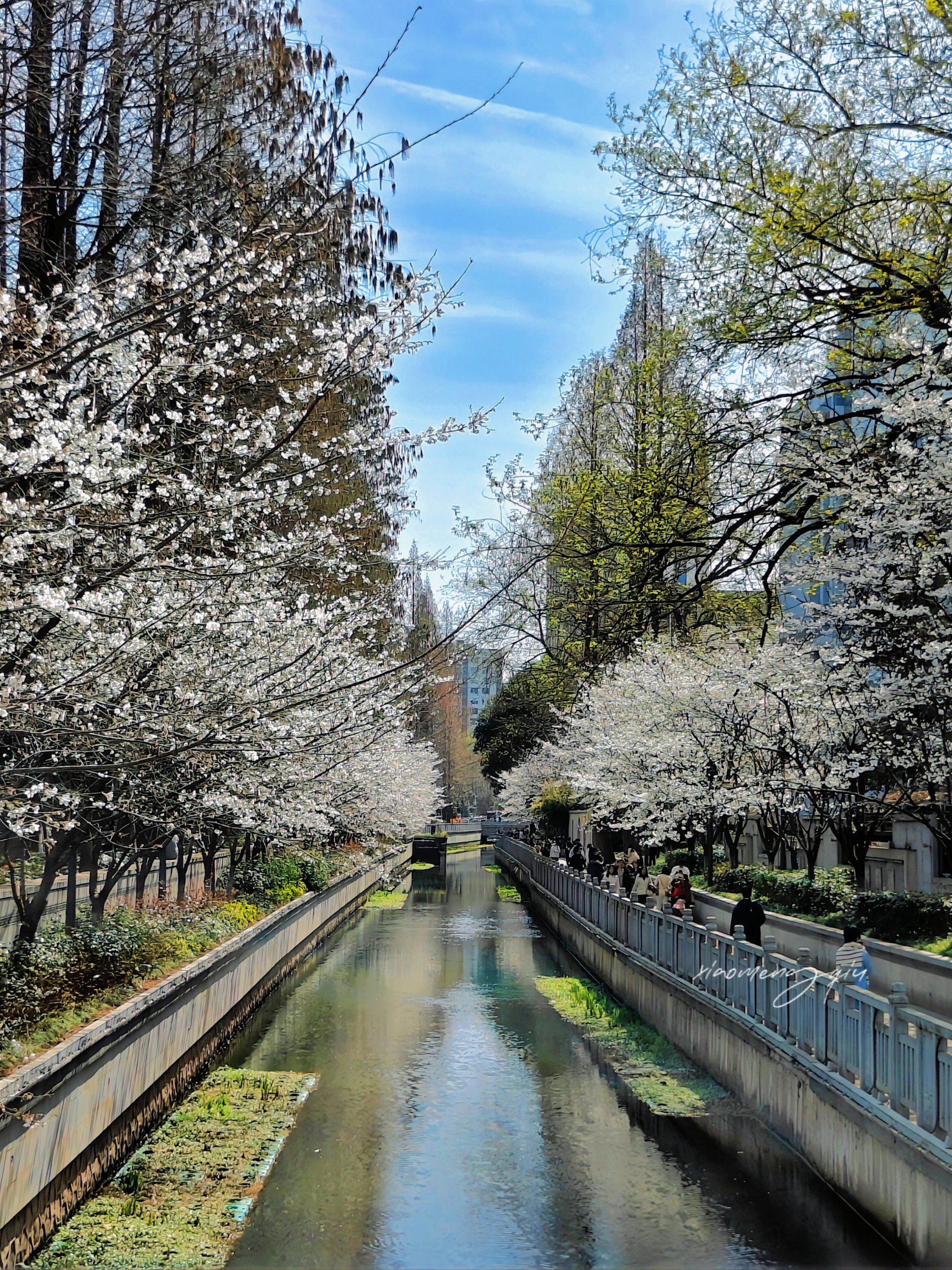 南京珍珠河的樱花有开啦快来赏花94