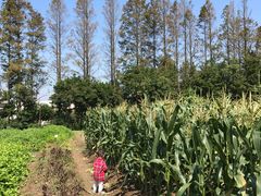 -前小桔亲子创意农场·草莓采摘·露营烧烤