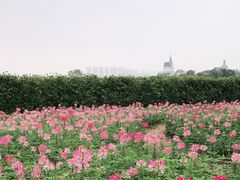 -花博汇(知音花月夜)