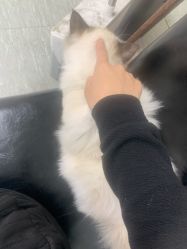 -施华蔻美发连锁