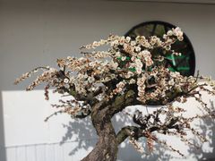 -香雪海