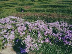 -大屏嶂森林公园