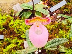 -国家植物园南园